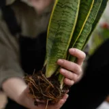 Snake Plant (Black Gold)