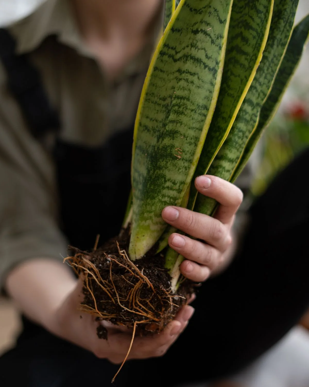 Snake Plant (Black Gold)