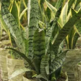 Snake Plant (Black Gold)