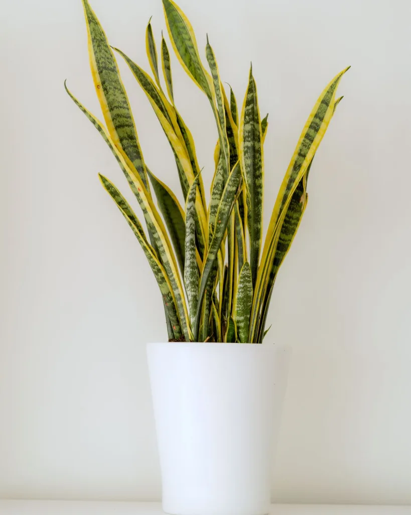 Snake Plant (Laurentii)