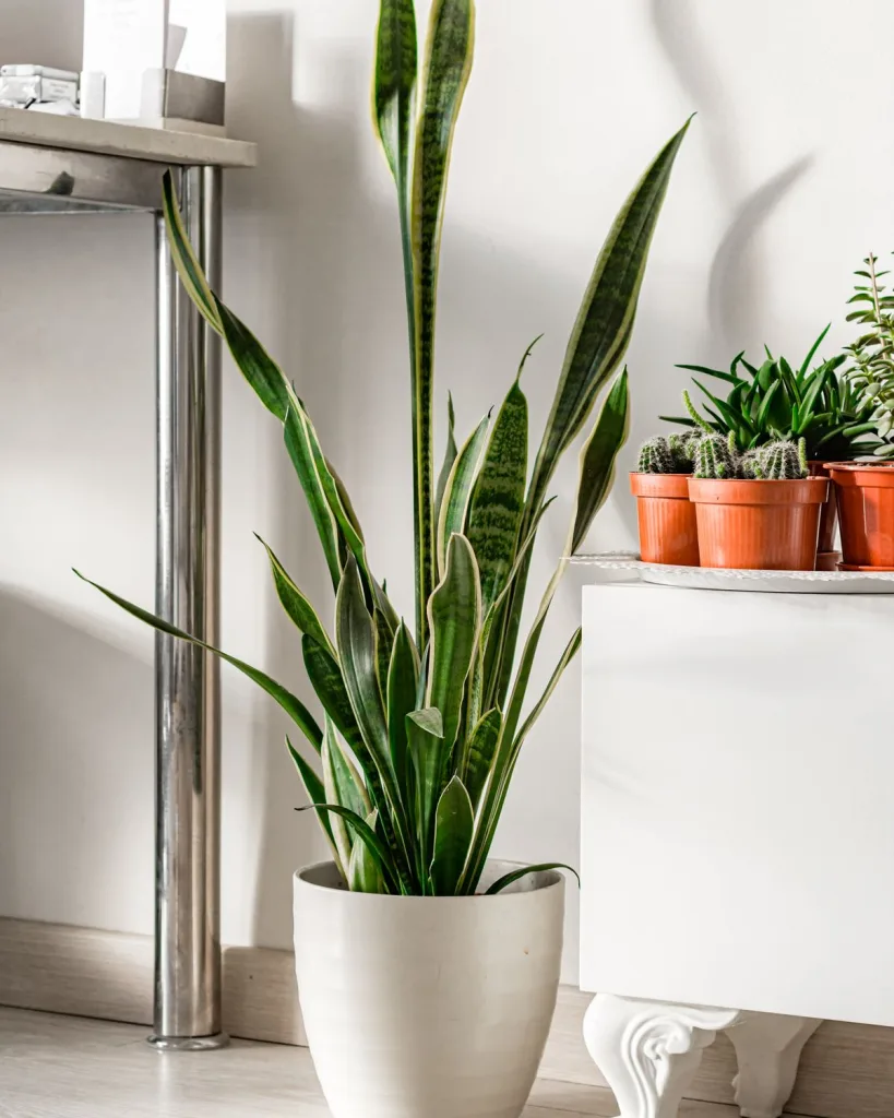 Snake Plant (Zeylanica)