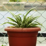 Spider Plant