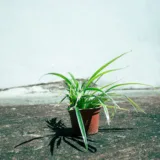 Spider Plant