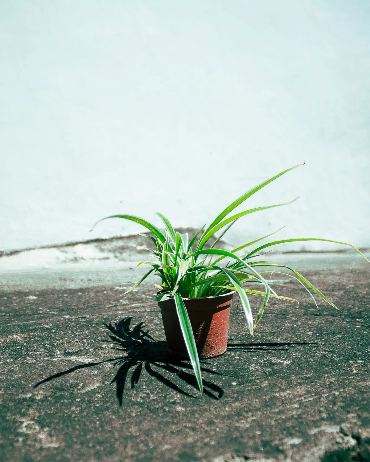 Spider Plant