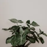 Syngonium Cream Allusion (Pink Veins)
