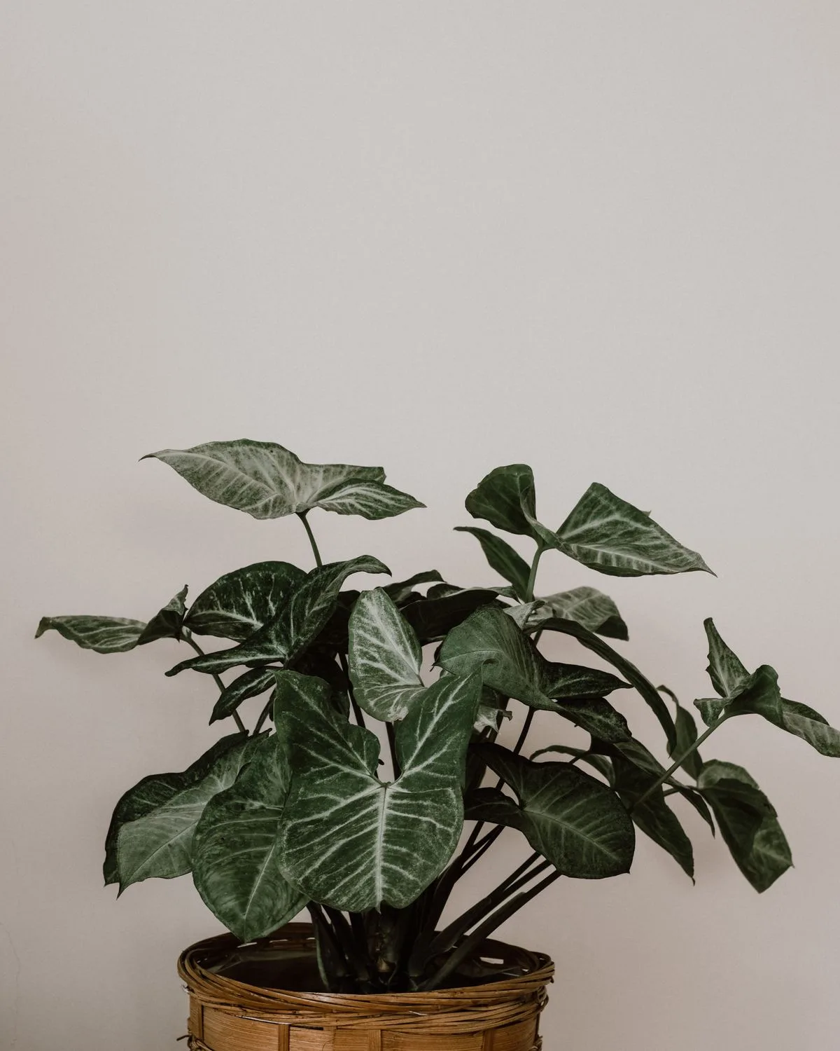 Syngonium Cream Allusion (Pink Veins)