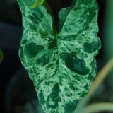 Syngonium Cream Allusion (Pink Veins)