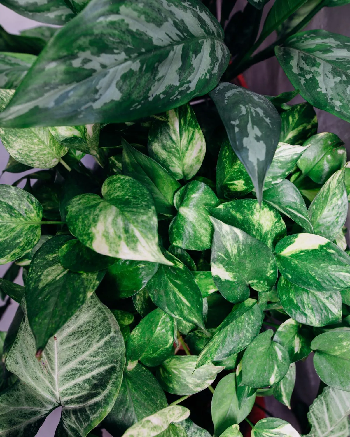 Syngonium (Pink) Plant