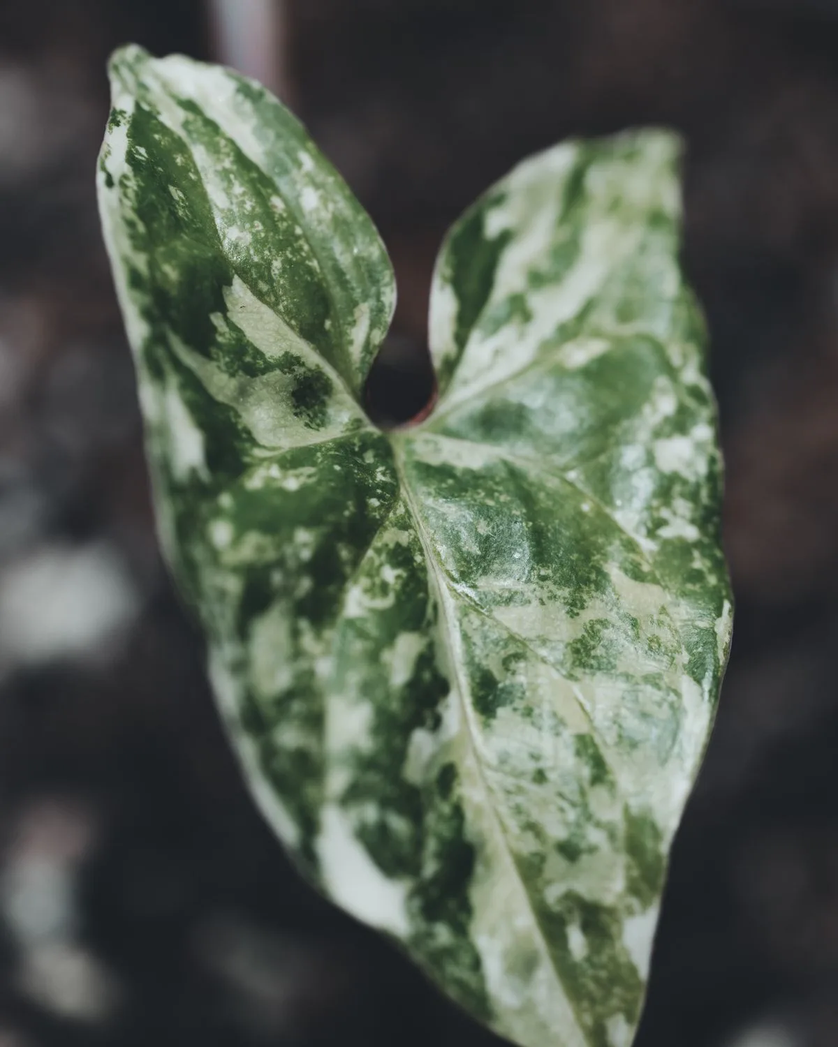 Syngonium Podophyllum Silver Pearl Plant