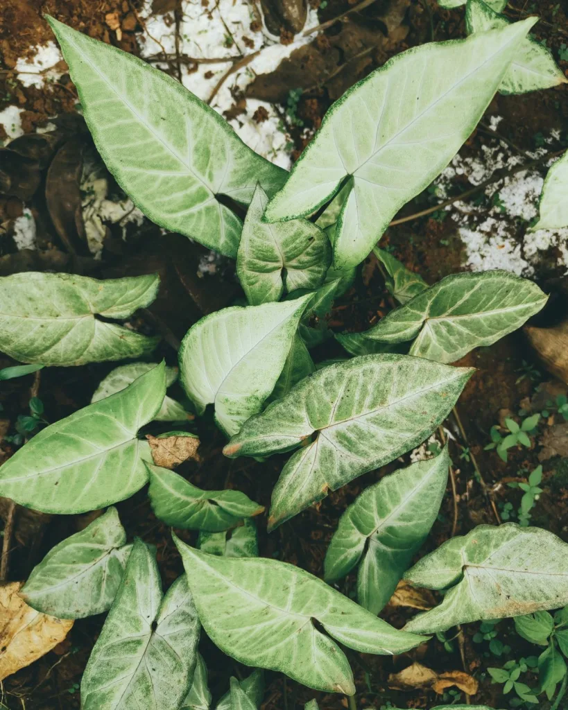 Syngonium Podophyllum White Butterfly Plant