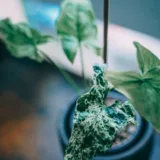 Syngonium Variegated Plant