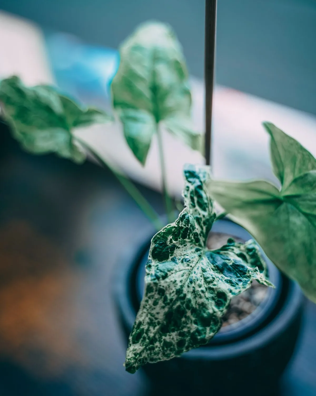 Syngonium Variegated Plant