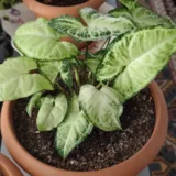 Syngonium Variegated Plant