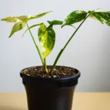 Syngonium podophyllum Mini Pixie Plant