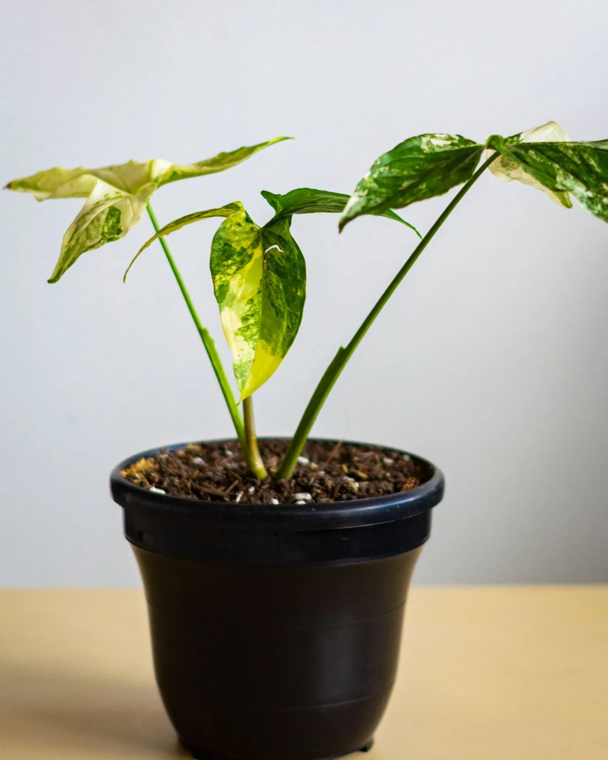Syngonium podophyllum Mini Pixie Plant