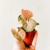Syngonium podophyllum Mini Pixie Plant