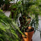 Tree Fern, Silver Lady Fern