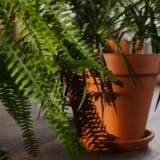 Tree Fern, Silver Lady Fern