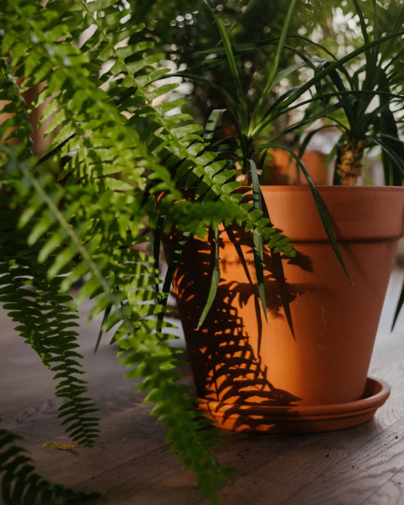 Tree Fern, Silver Lady Fern