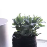 Variegated Jade Plant, Crassula ovata