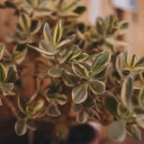 Variegated Jade Plant, Crassula ovata