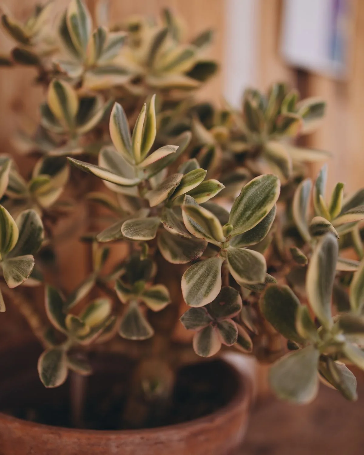 Variegated Jade Plant, Crassula ovata