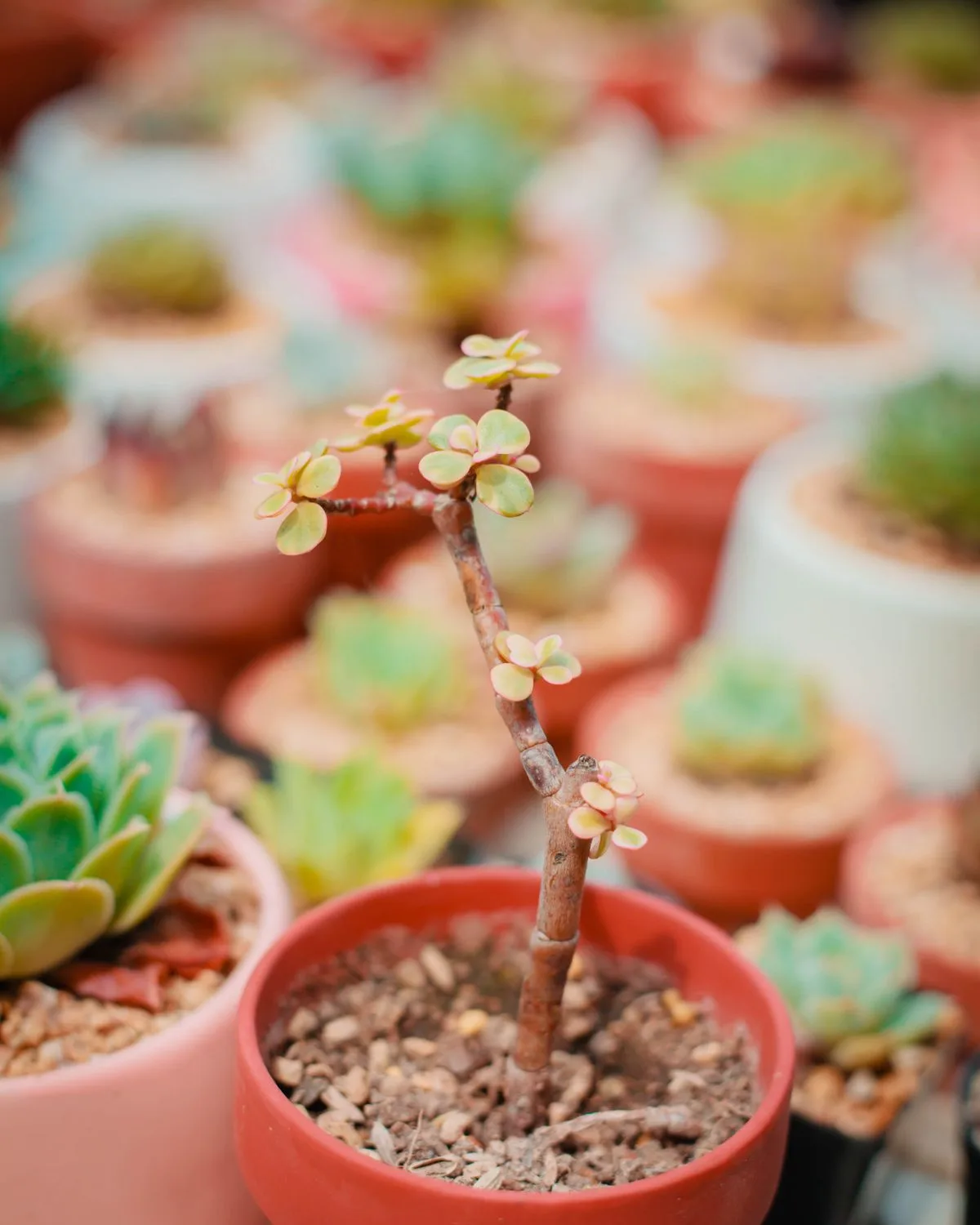 Variegated elephant bush, Jade plant variegated