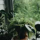Victoria Bird Nest Fern, Asplenium Victoria