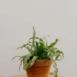 Victoria Bird Nest Fern, Asplenium Victoria
