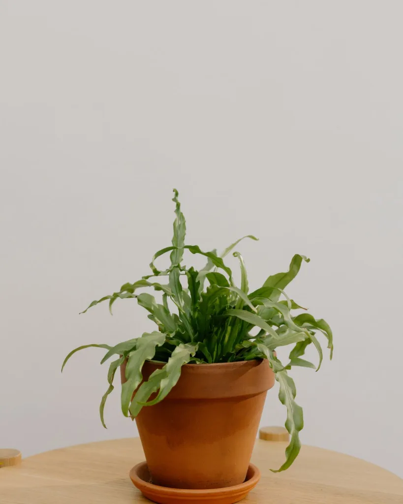 Victoria Bird Nest Fern, Asplenium Victoria