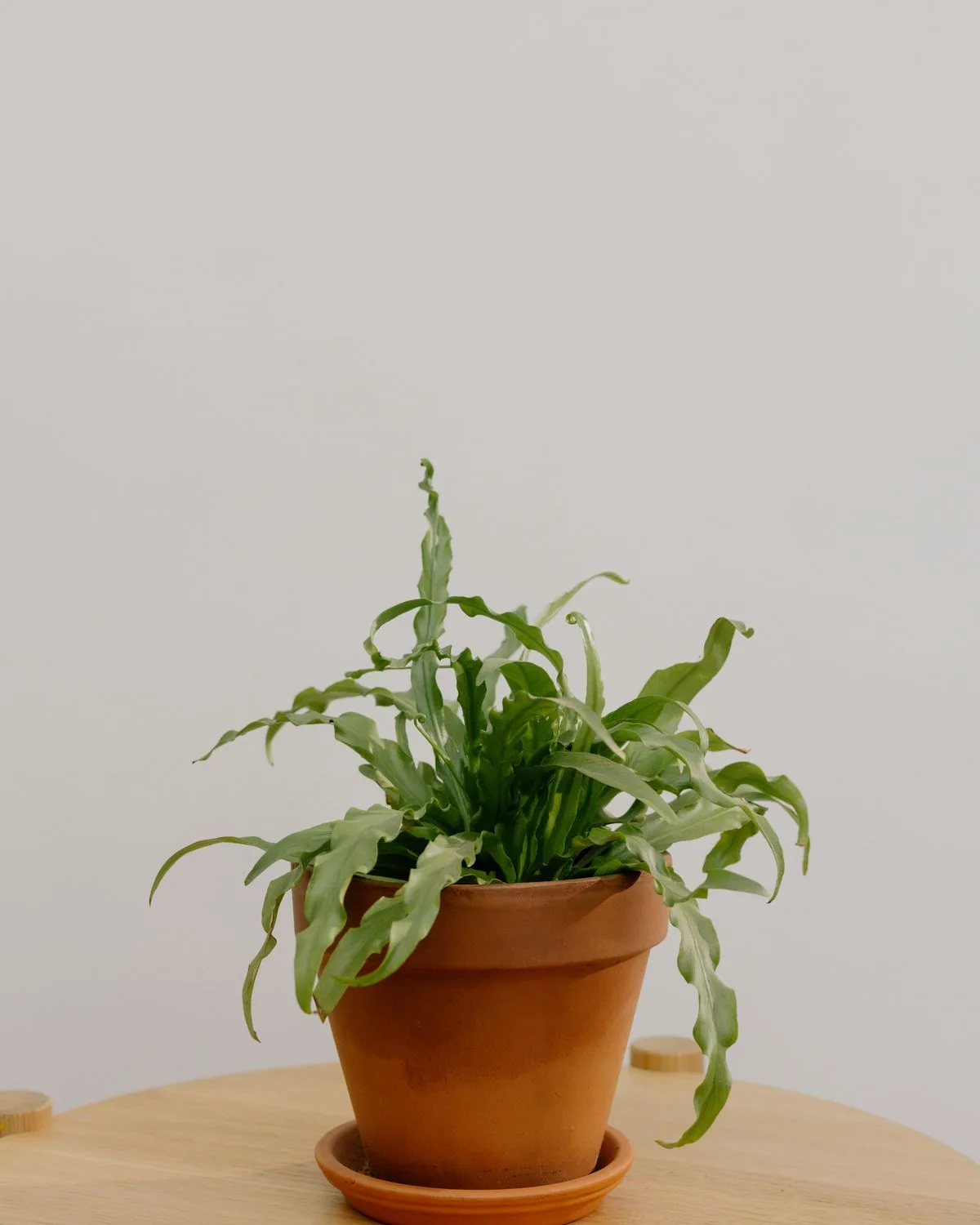 Victoria Bird Nest Fern, Asplenium Victoria