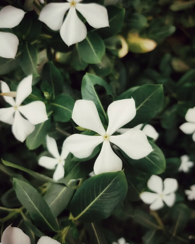 Vinca, Catharanthus roseus (Any Color)