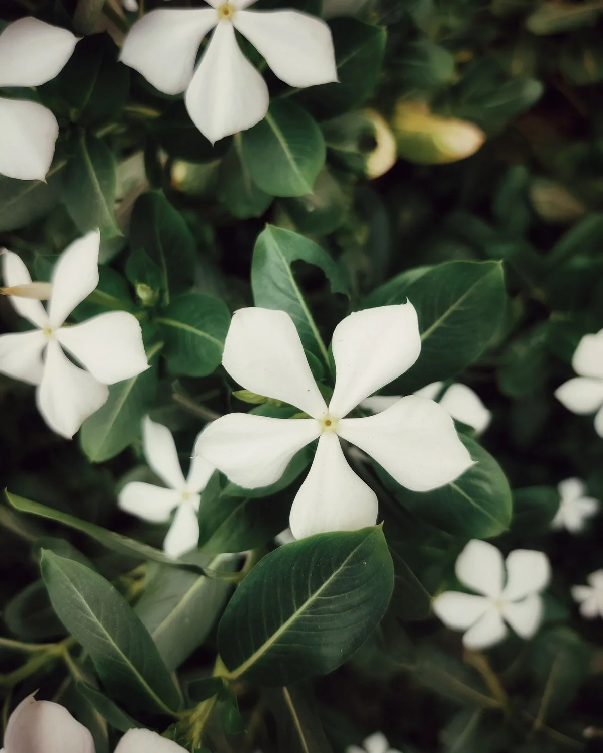 Vinca, Catharanthus roseus (Any Color)