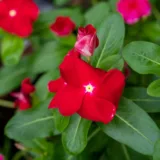 Vinca, Catharanthus roseus (Lavender)