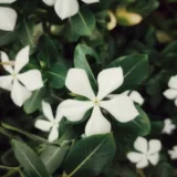 Vinca, Catharanthus roseus (Lavender)