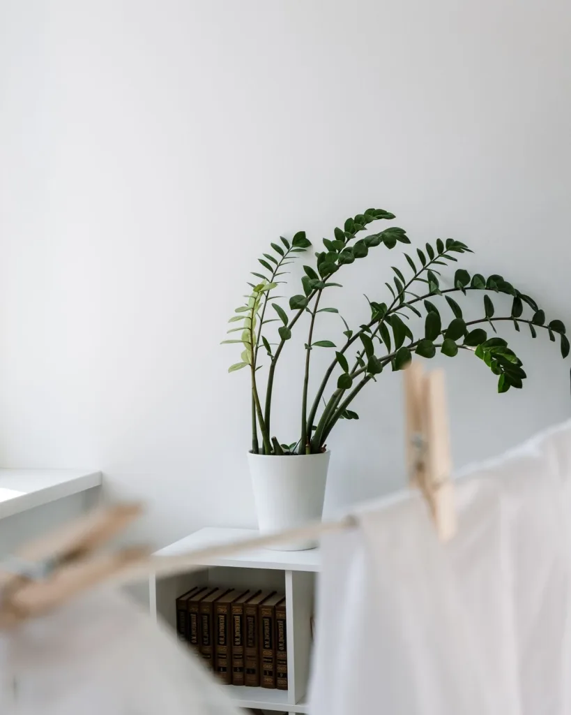 ZZ Plant