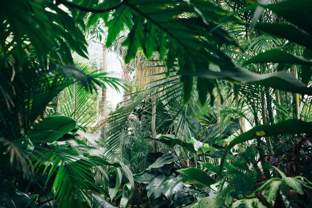 Glasshouse aisle filled with tropical foliage at a partner nursery