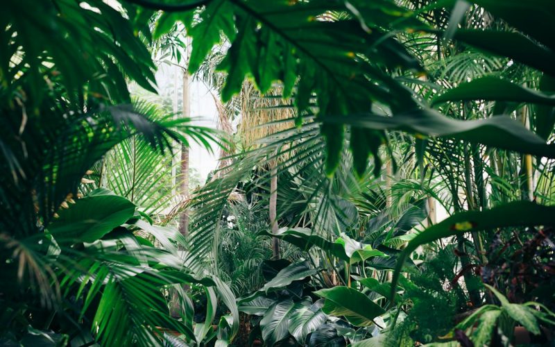 Glasshouse aisle filled with tropical foliage at a partner nursery