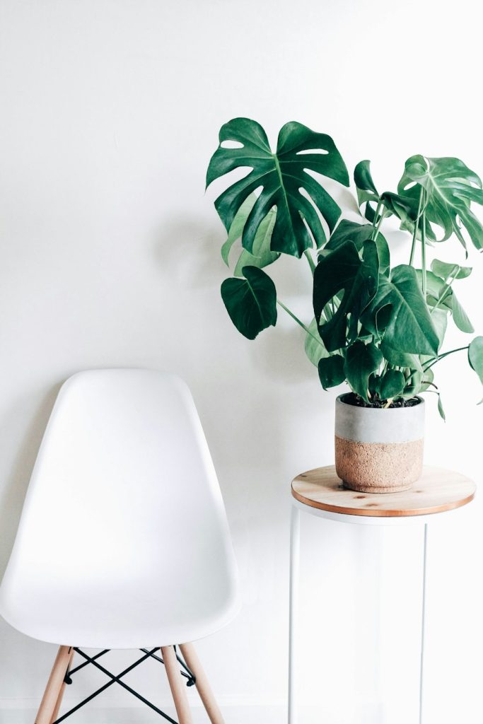 Monstera deliciosa in a white ceramic pot against a pale wall