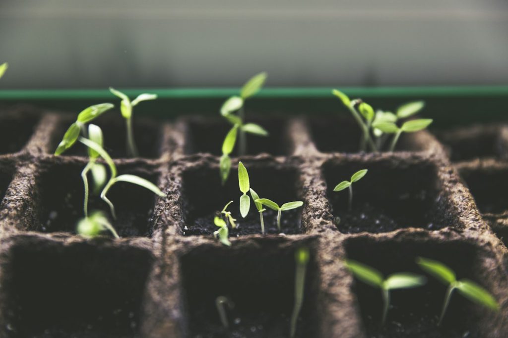 Plant being repotted with fresh soil