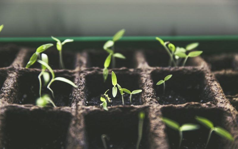 Plant being repotted with fresh soil