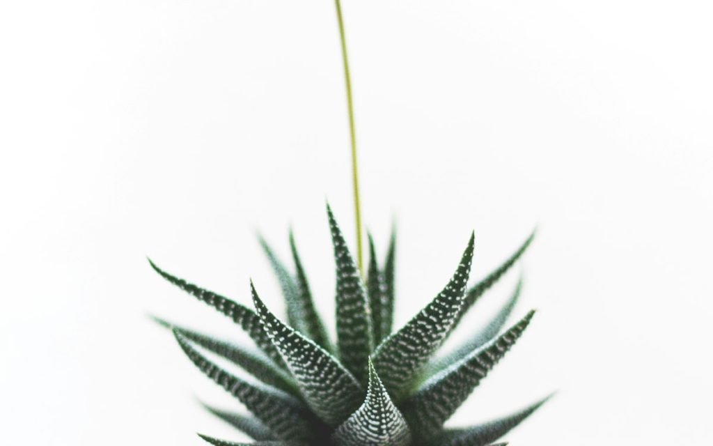 Agave in a planter on a sunny balcony