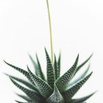 Agave in a planter on a sunny balcony