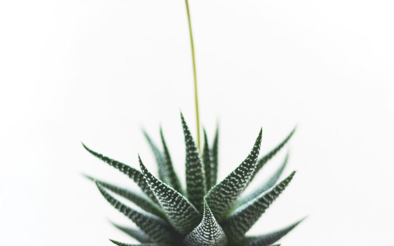 Agave in a planter on a sunny balcony