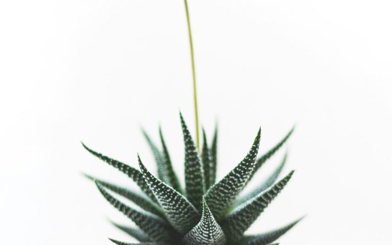 Agave in a planter on a sunny balcony