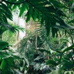 Glasshouse aisle full of tropical foliage