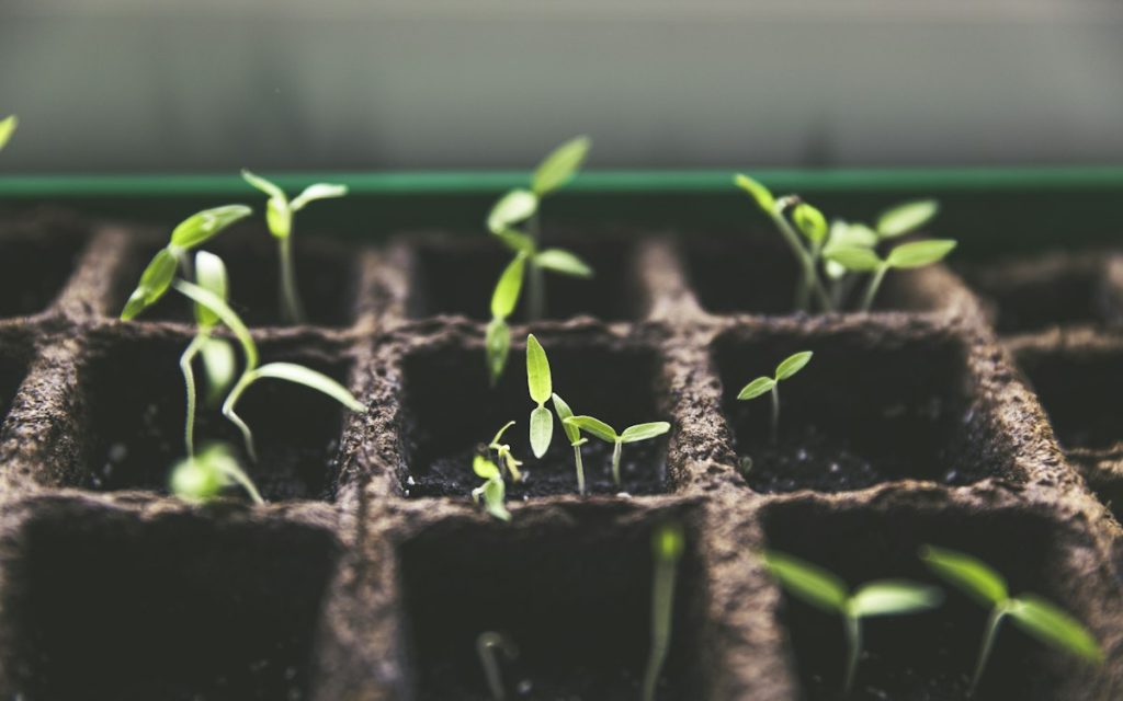 Herb seedlings growing in nursery trays