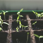 Herb seedlings growing in nursery trays