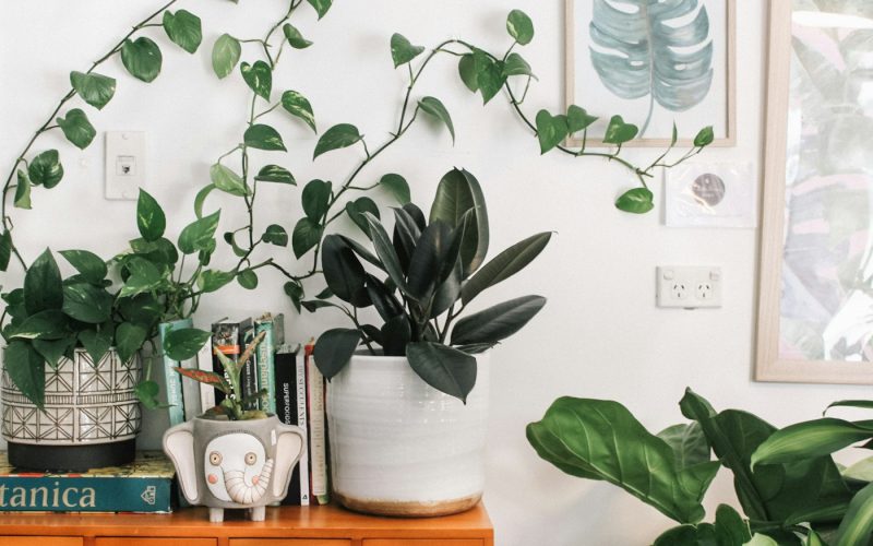 Plants styled across an open-plan office shelf
