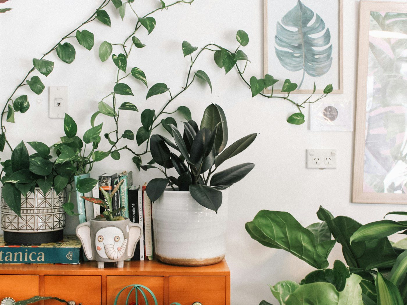 Plants styled across an open-plan office shelf